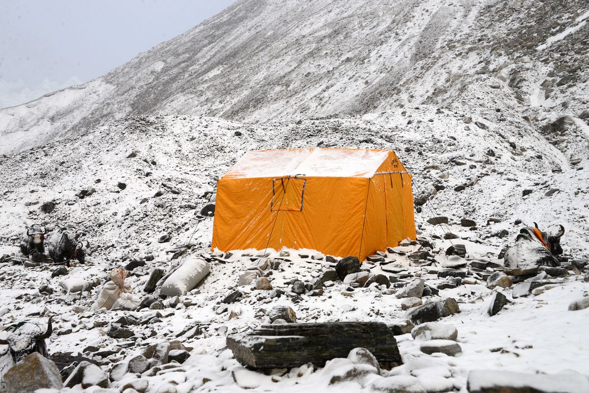 30 Yaks Rest Near Our Kitchen Tent After It Snowed In The Afternoon At Mount Everest North Face Intermediate Camp 5788m In Tibet